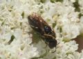 Hylaeus cornutus